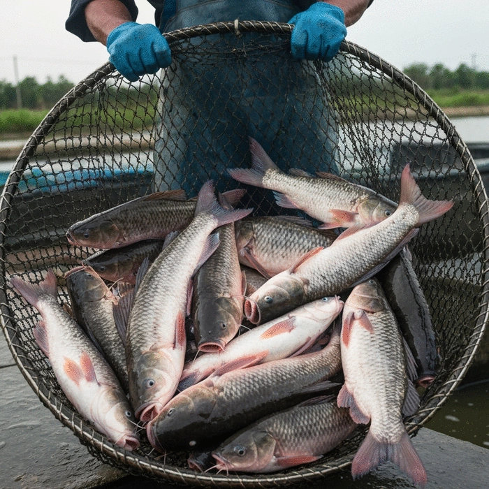 Successful fish farmer proudly showcasing his harvest
