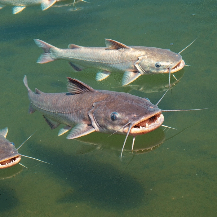 African catfish swimming in a clear pond, showing their distinct features and healthy appearance, no text, no words, no typography, clean image